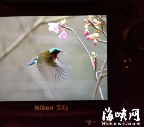 森林公园樱花开放花期持续至春节　引太阳鸟穿梭