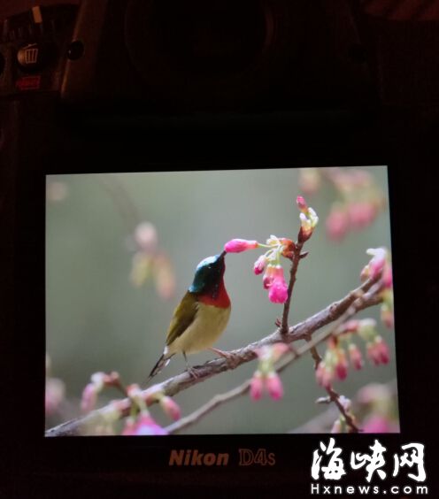 森林公园樱花开放花期持续至春节　引太阳鸟穿梭