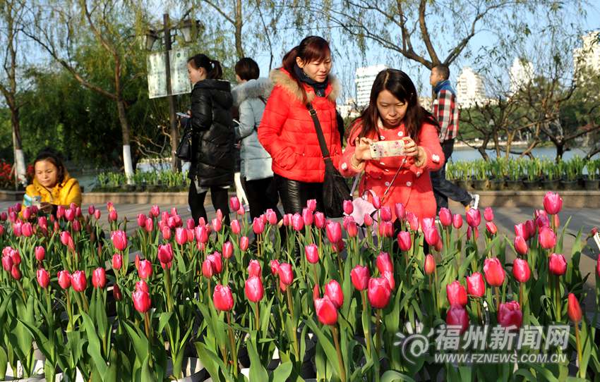 西湖郁金香花展开放　持续至春节市民可错峰赏花
