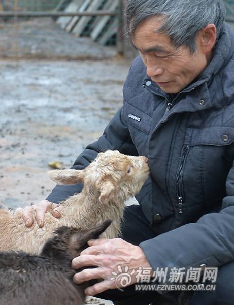 北峰老人30多只土山羊销售遇冷　出栏找不到买家