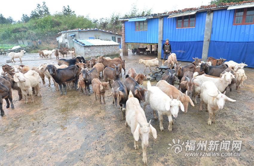 北峰老人30多只土山羊销售遇冷　出栏找不到买家