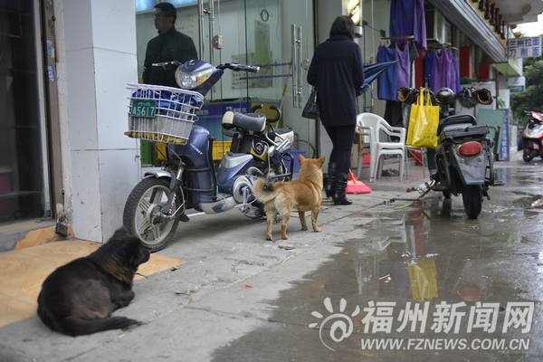 宠物狗伤人事件时有发生　养犬管理处于真空状态