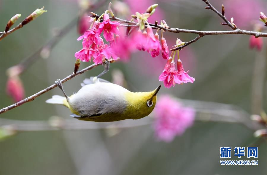 森林公园2.5公顷樱花盛开 鸟儿采食花蜜春色盎然