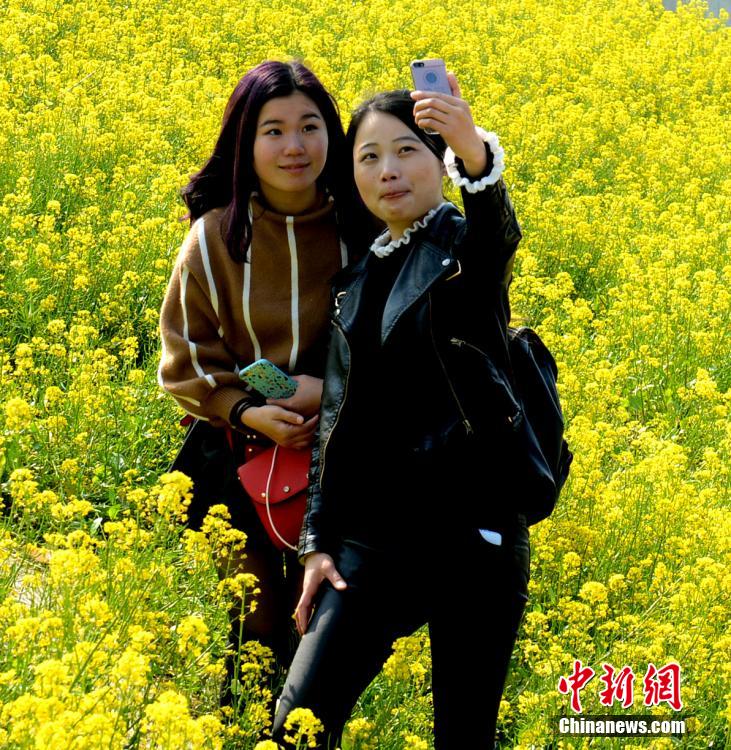 福州花海公园近百亩油菜花竞相绽放　成金色花海