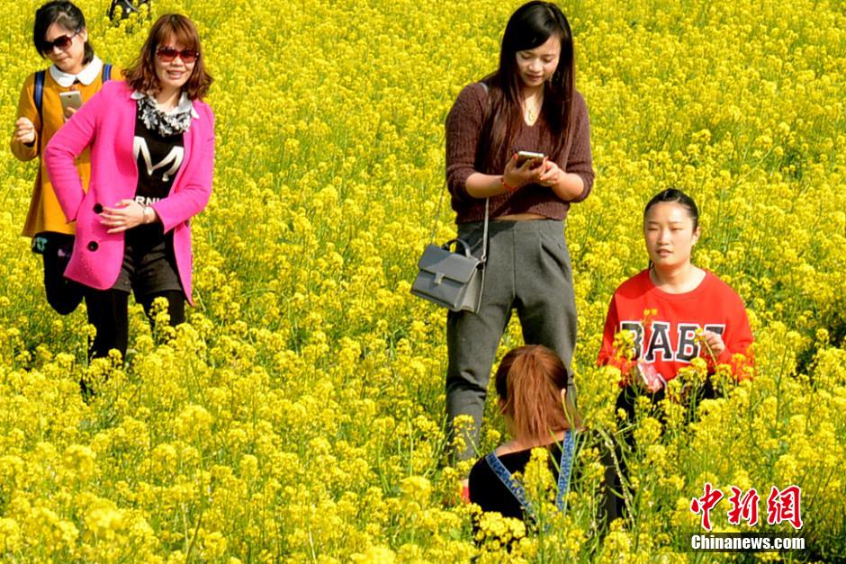 福州花海公园近百亩油菜花竞相绽放　成金色花海