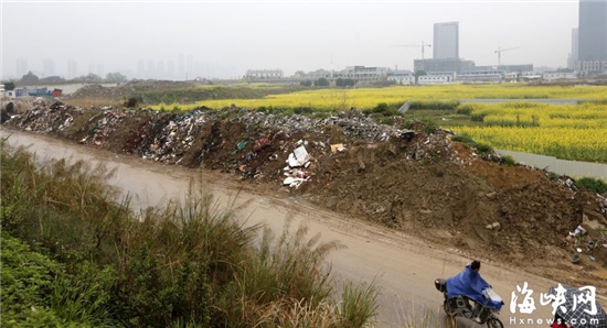 乌龙江畔近百亩油菜花海边 堆上千平方渣土(图)