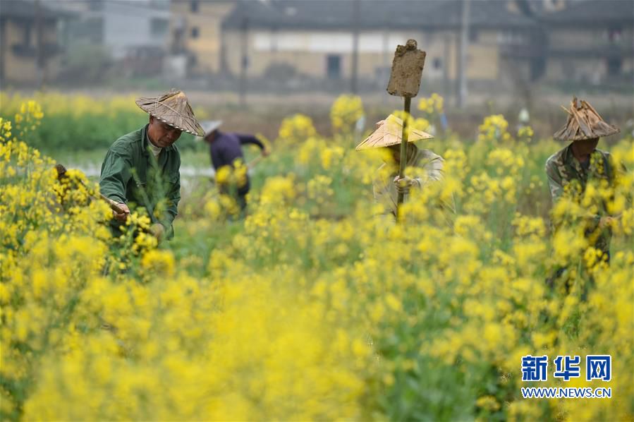 春分将至进入春种备耕阶段　田间地头呈繁忙景象