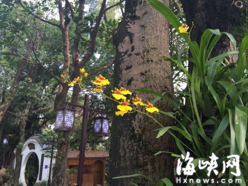 兰花博士爬树百棵让花上树　每年有两个月山里过