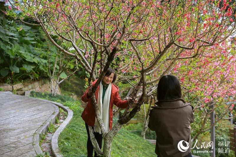 福州乌山万盆花卉迎春　千株桃花引游客沉醉(图)