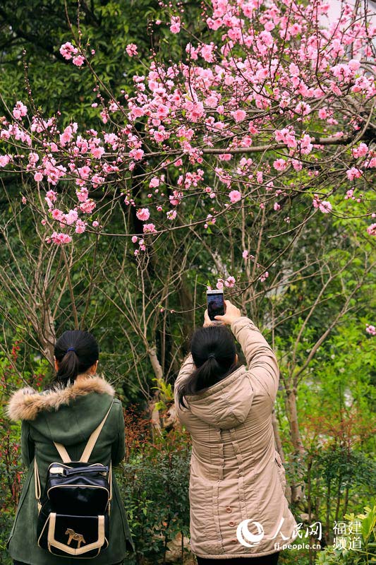 福州乌山万盆花卉迎春　千株桃花引游客沉醉(图)