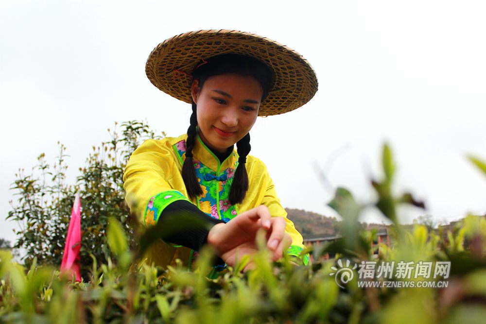 福州茉莉花茶“开春第一采”　游客零距离享受采茶乐