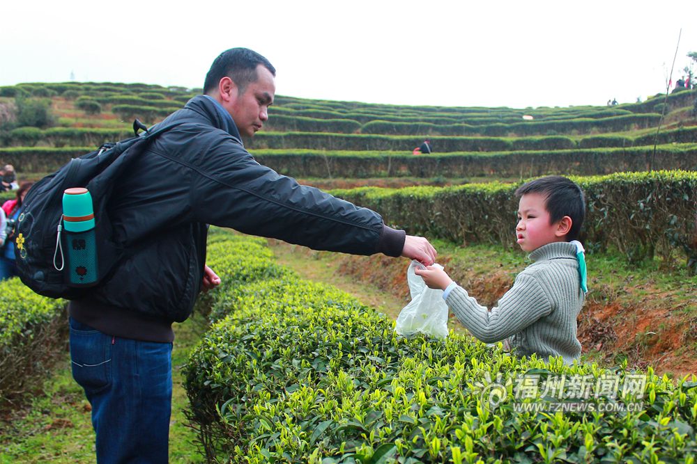 福州茉莉花茶“开春第一采”　游客零距离享受采茶乐