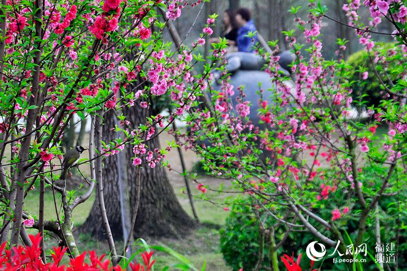 榕城春暖花开　福州迎来赏花观鸟好时节(组图)