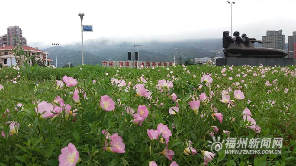 黄花风铃木点缀六一南路　马尾月见草让你见草又见花