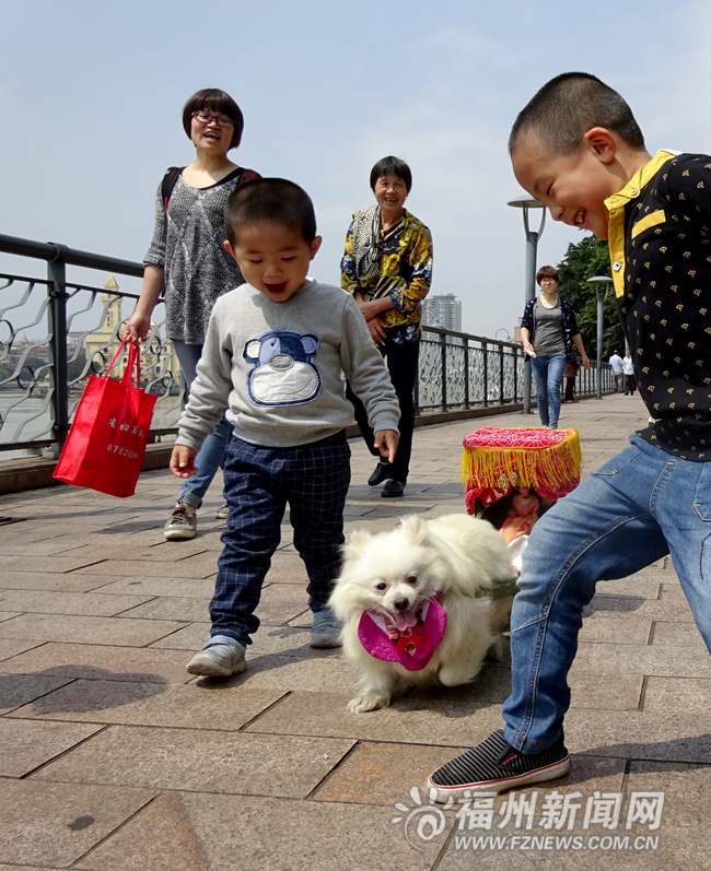 博美犬拉黄包车陪主人出门散步　一路萌翻不少人