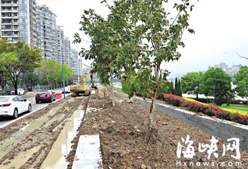 福州环南台岛休闲道绿化树被堆渣土　有树木枯死