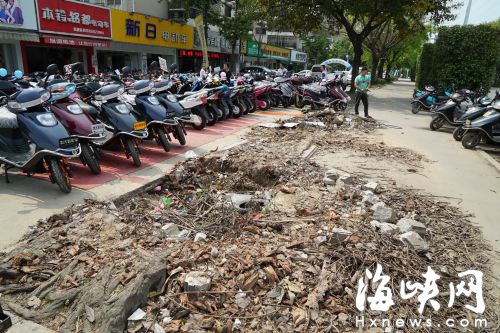 福州金山建新中路6棵榕树被移 园林局称：有审批