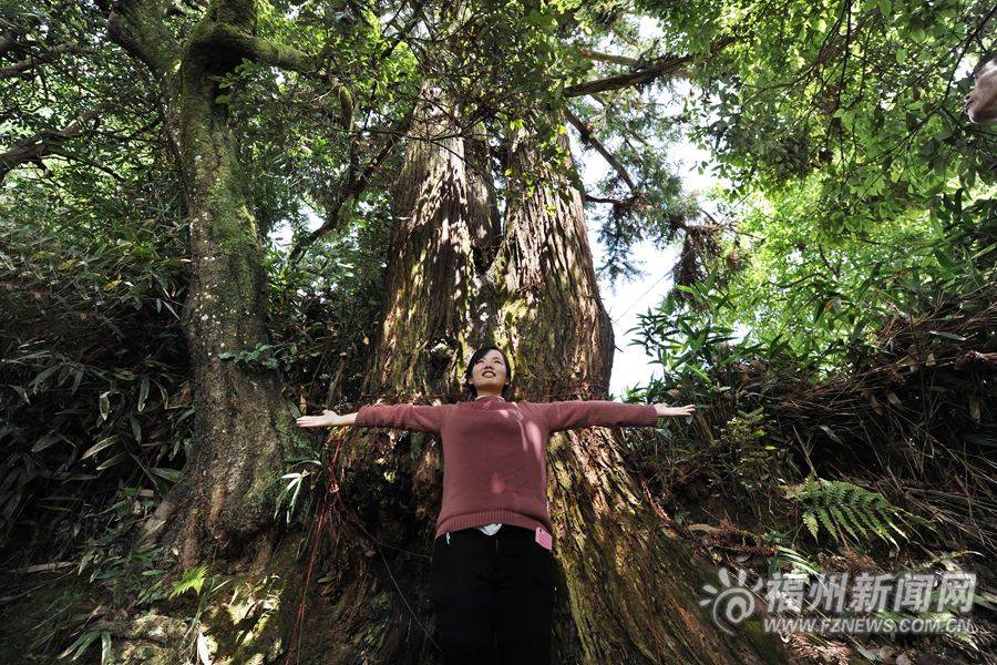永泰上和村有棵巨型古杉“狮公树” 守护村子400年