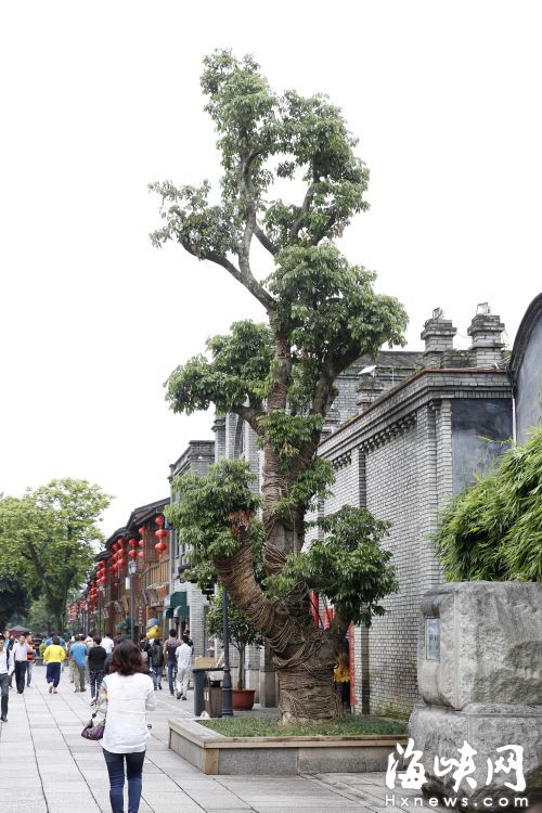 在“夫妻树”原来位置补栽了一棵荔枝树
