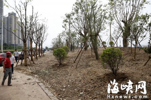 铺上不同层次绿植后，将呈现“城市森林”的即视感