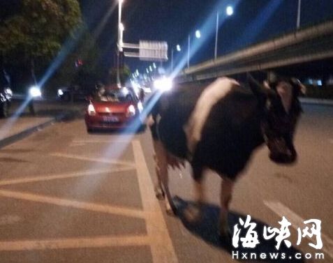一头奶牛在三环路奔跑　网友供图