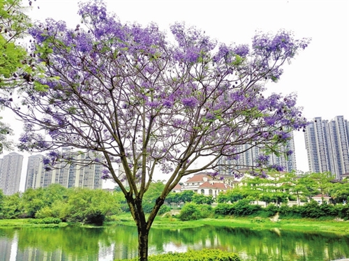 初夏福州蓝紫色花树回归　蓝花楹树苗多来自广东