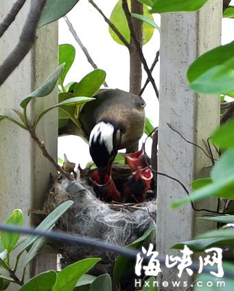 白头翁把阳台当“产房”　小白头翁长大飞走两只