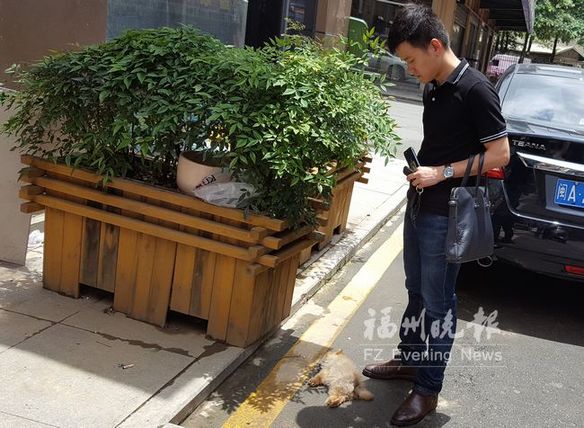 刚买小狗发病送医　宠物店提前发出“死亡通知”