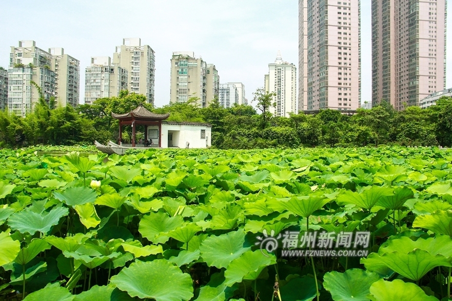 爱上福州城：茶亭公园初夏 那一抹荷之绿