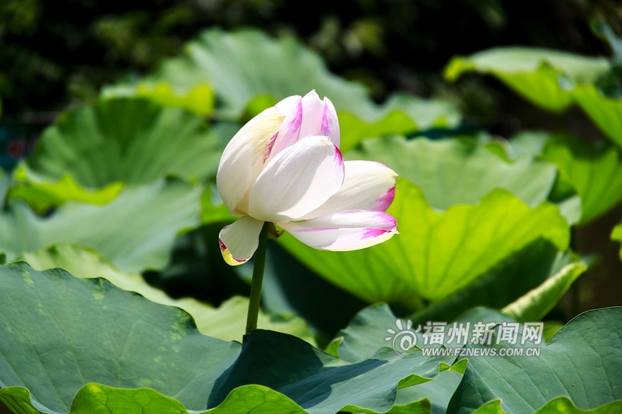 爱上福州城：茶亭公园初夏 那一抹荷之绿