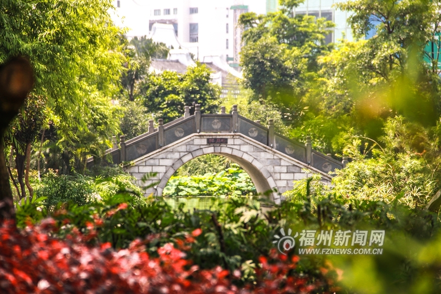爱上福州城：茶亭公园初夏 那一抹荷之绿