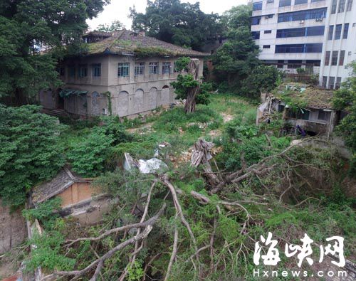 福州烟台山百年古榕被截顶　满地断枝一年未清理