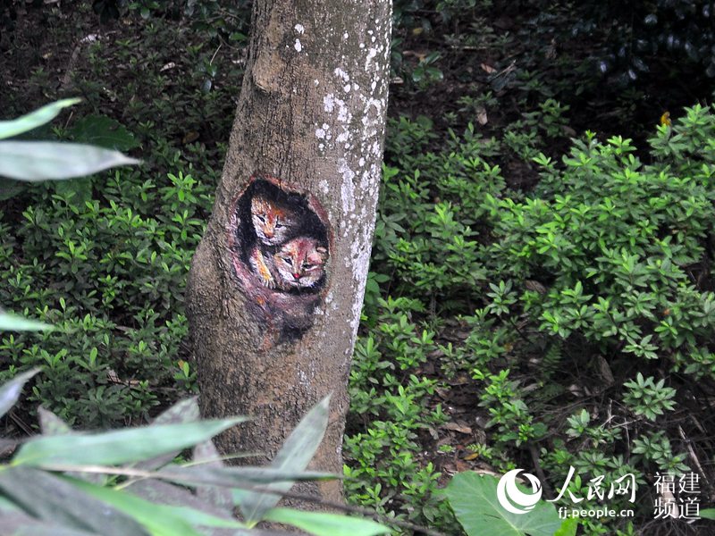 领略福州公园树画景观：老橄榄树上现“小熊猫”