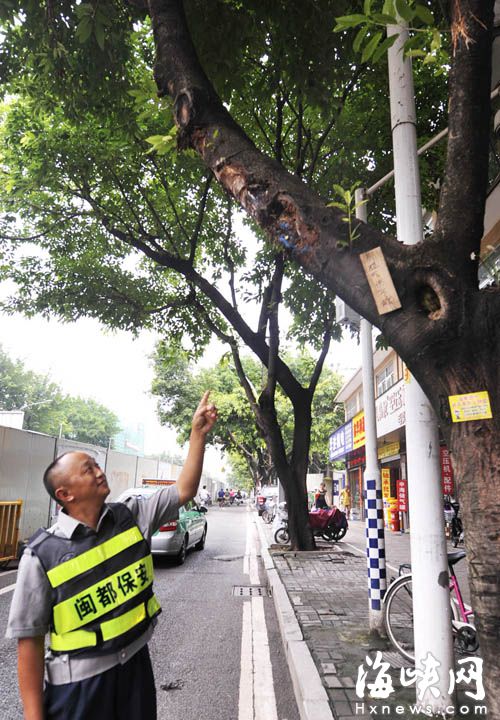 国货西路围挡施工车过伤树　保安挂牌子温馨提醒