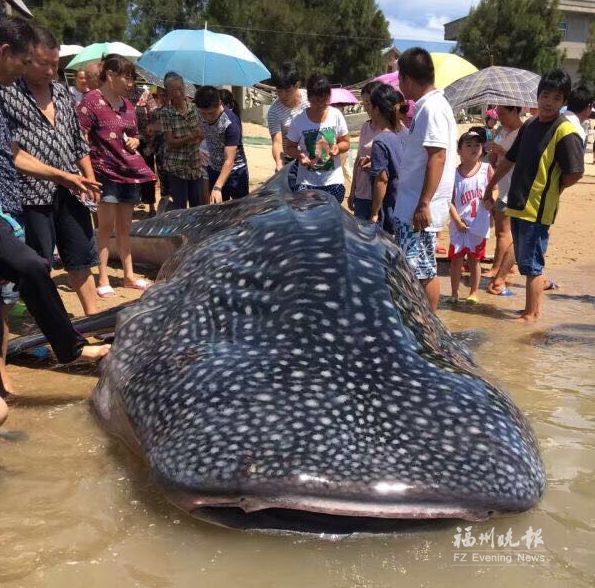 福清7.4米长巨型鲸鲨搁浅海滩 泼水抢救无力回天