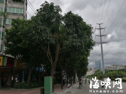 福州芒果树今年大“减产”　雨水霜冻导致不结果