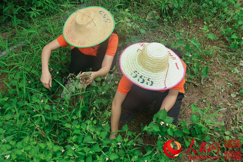 福大学子走进深山拍创意宣传图集　把药草穿上身