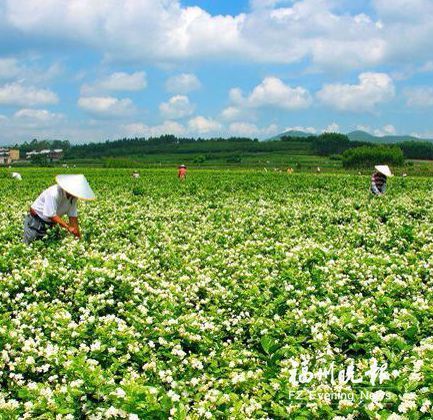 茶企采茉莉“伏花”制茶　日薪两三百元难请工人