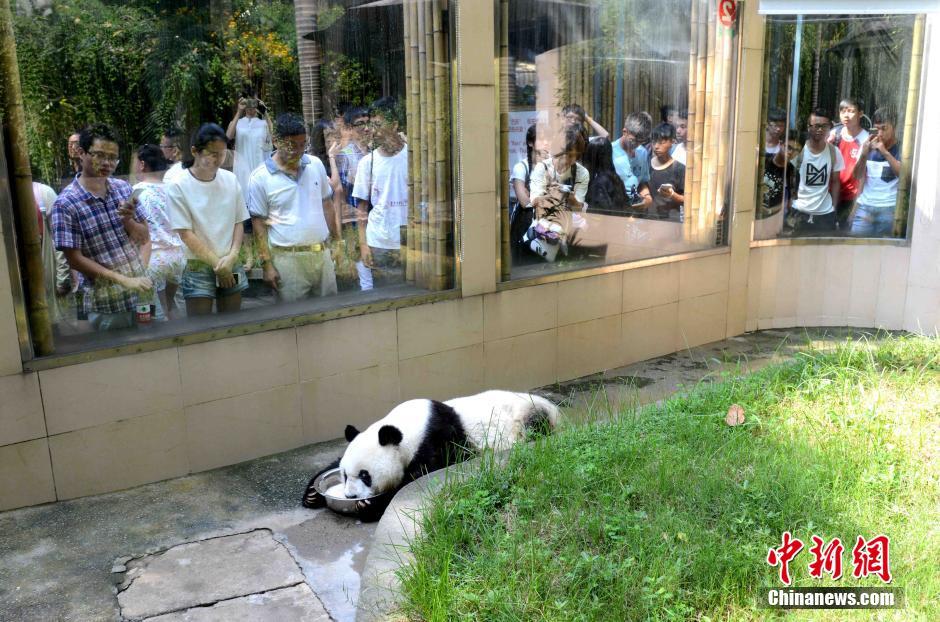 40位台青年学生在福州与大熊猫“亲密”接触(图)