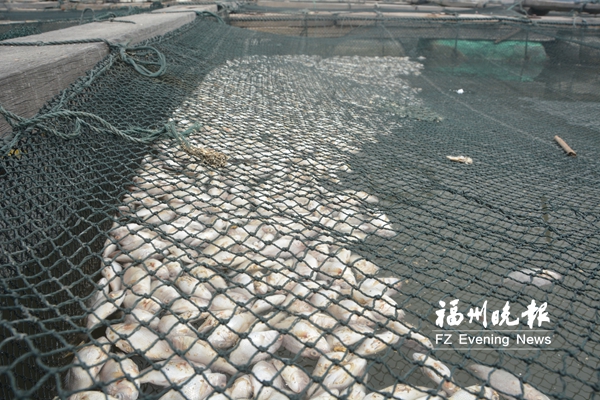 福清东瀚养殖鱼一夜大量死亡　渔民损失数百万元