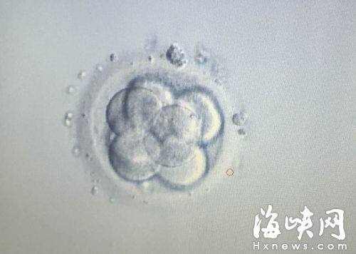 显微镜下，发育了三天的胚胎