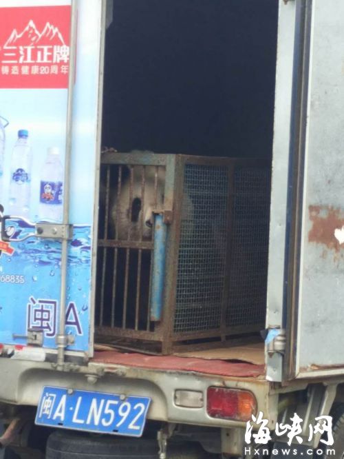 货车后车厢门没关，里面有一只熊猫被关在笼子里 