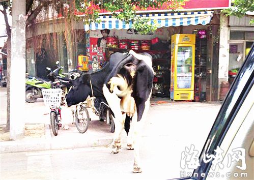 奶牛横穿马路，吓坏路过的司机 