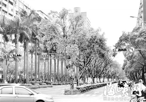 台北仁爱路上，车道被三排绿树分车带隔开，宛如城市森林