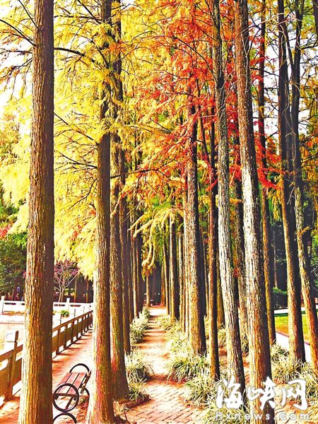 福州红叶季下周来临　森林公园等多个公园可观赏