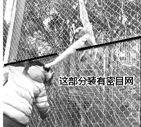 福州动物园一女孩攀围栏喂食 被长臂猿拽发