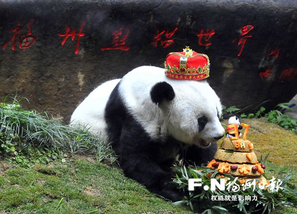 大熊猫巴斯37岁了！系世界现在最长寿圈养大熊猫