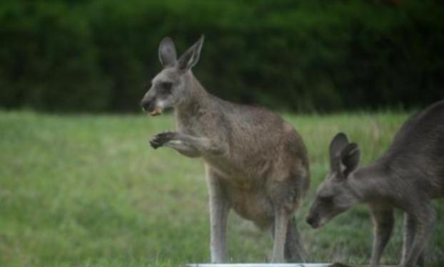 澳大利亚将消灭百万只袋鼠并鼓励吃肉：很嫩很香