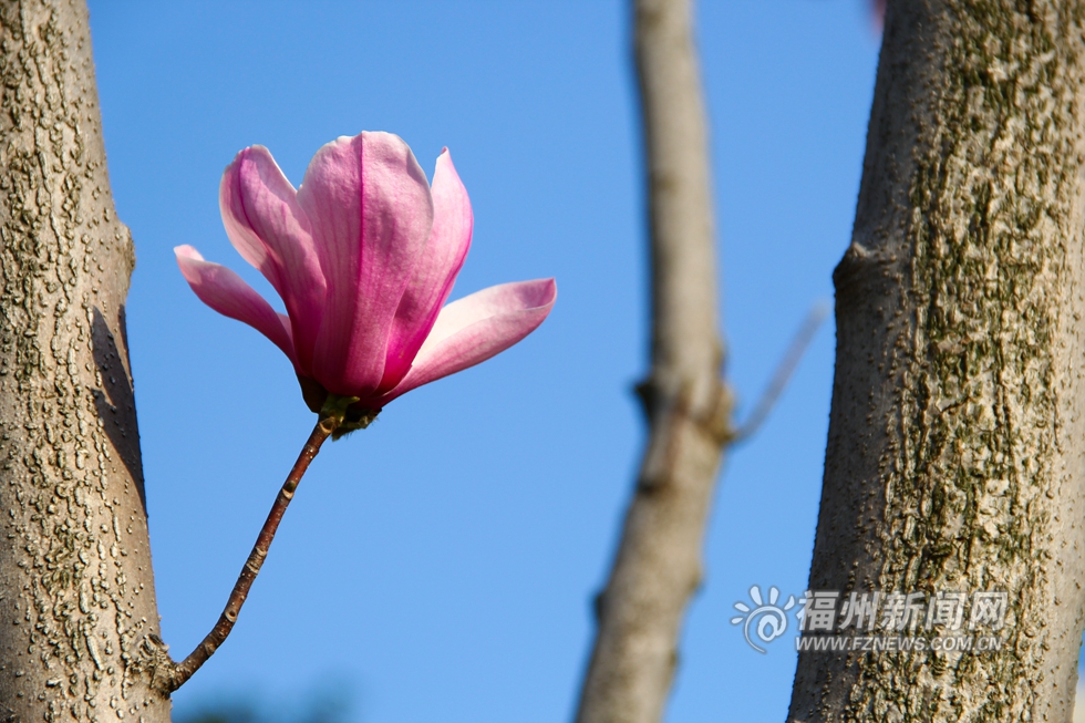 春暖花开好“福”气　清风送来“福州蓝”