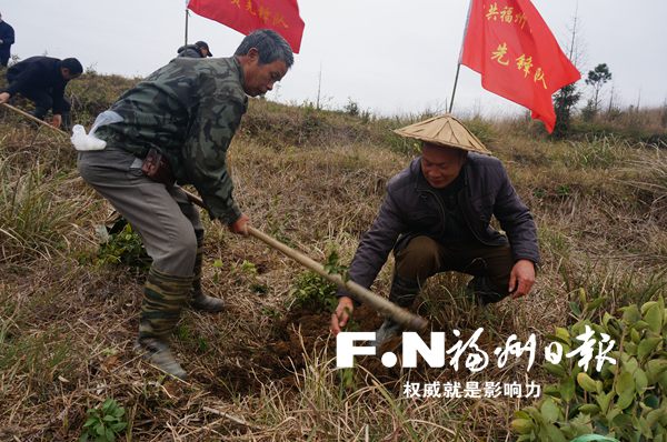 致富有奔头 永泰新丰村党员村民种2万多棵油茶树